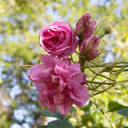115433_image2.png