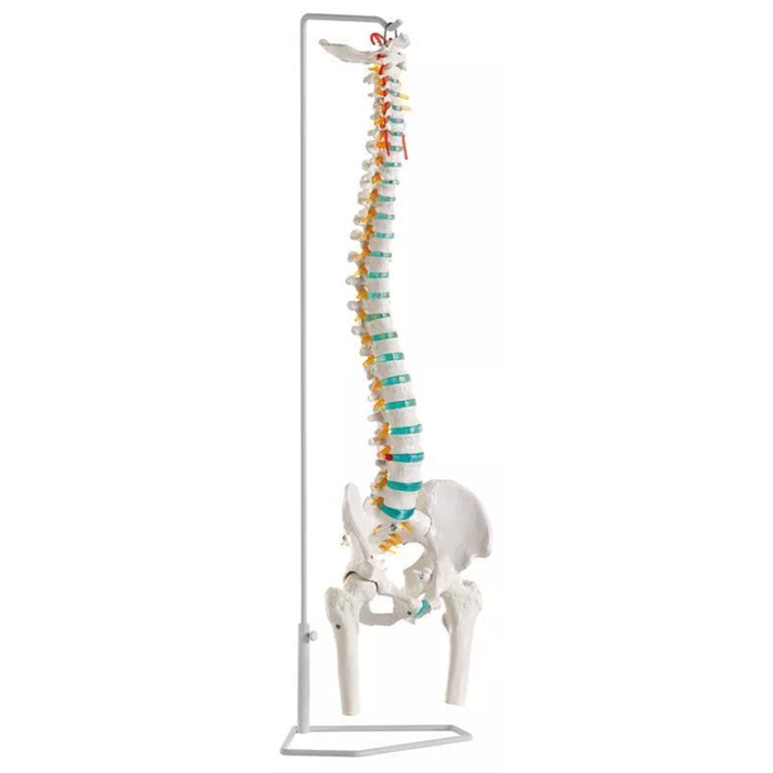 Colonne vertébrale flexible avec moignons fémoraux